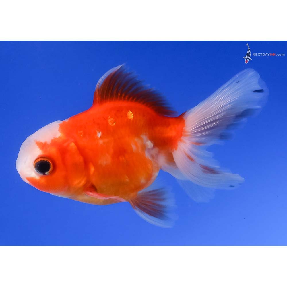 3.5” Imported Red and White Oranda