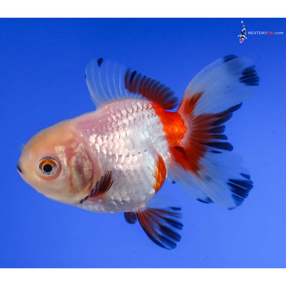 3” Imported Tri Color Oranda