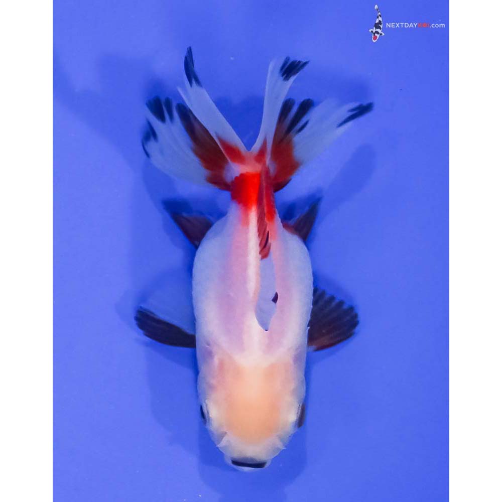 3” Imported Tri Color Oranda
