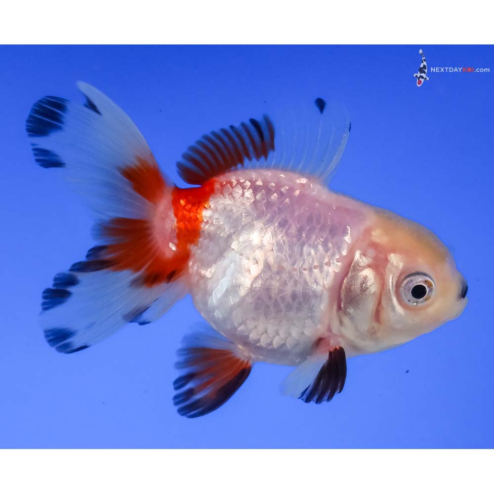 3” Imported Tri Color Oranda