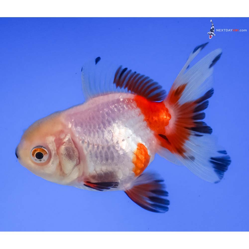 3” Imported Tri Color Oranda