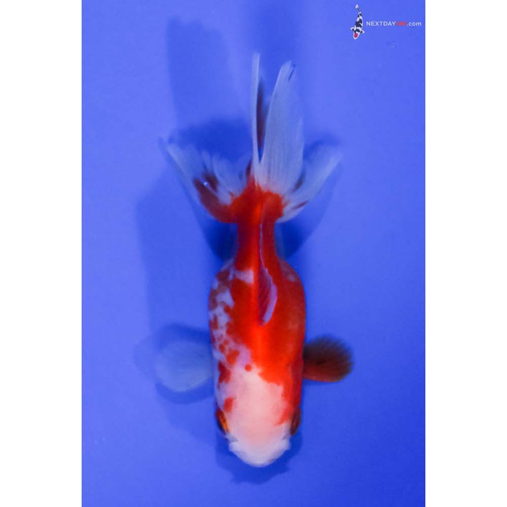 3.5” Imported Red and White Oranda