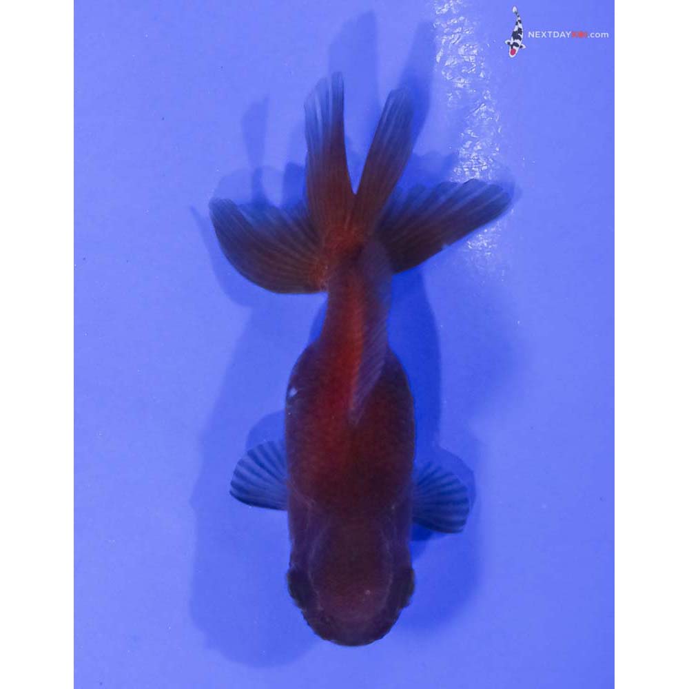 3” Imported Chocolate Oranda