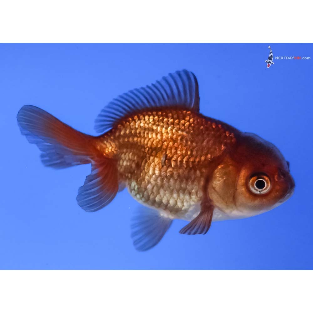 3” Imported Chocolate Oranda