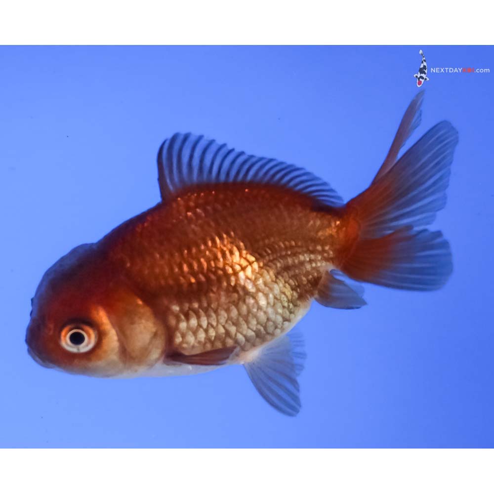 3” Imported Chocolate Oranda