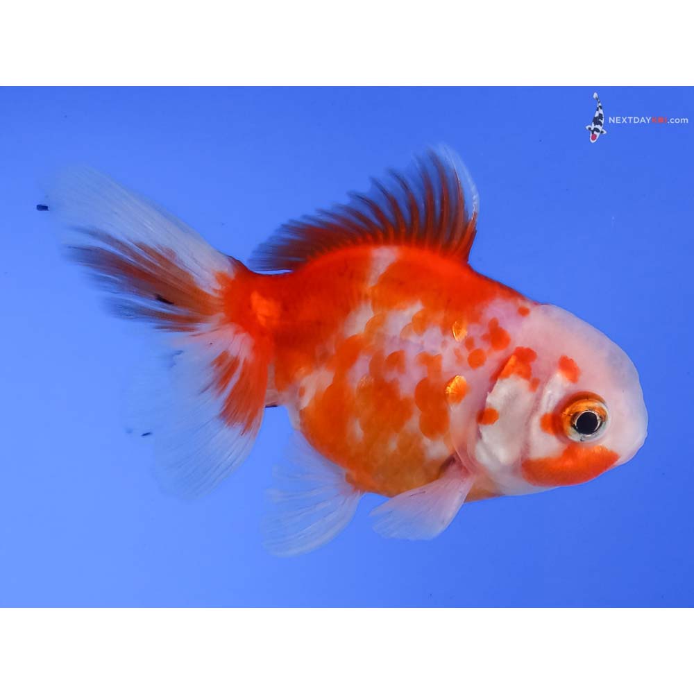 3.5” Imported Red and White Oranda
