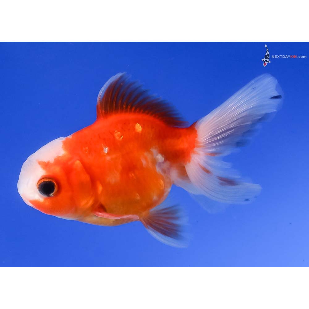 3.5” Imported Red and White Oranda