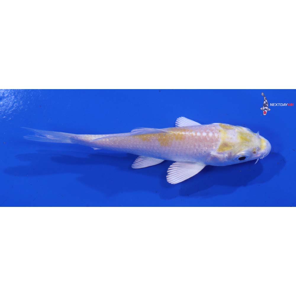 3.5” Imported Lemon Hariwake