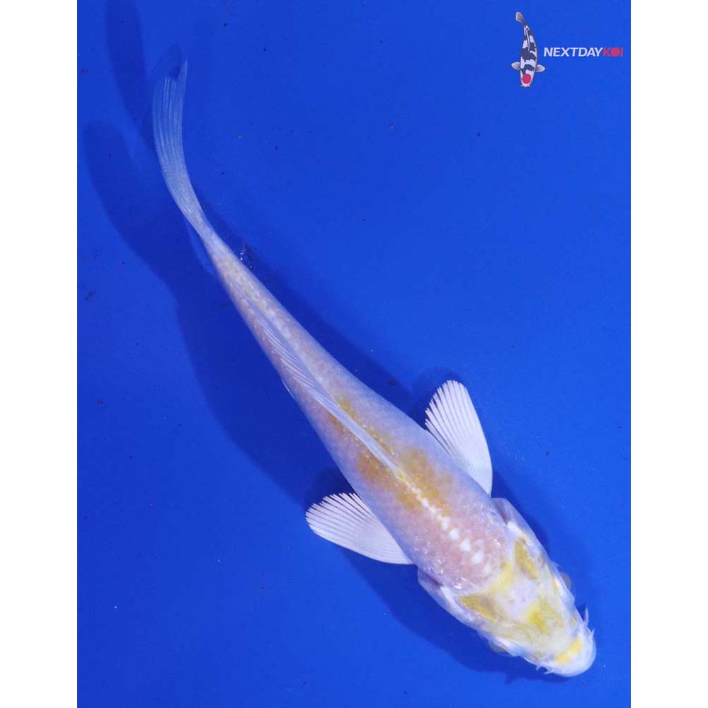 3.5” Imported Lemon Hariwake