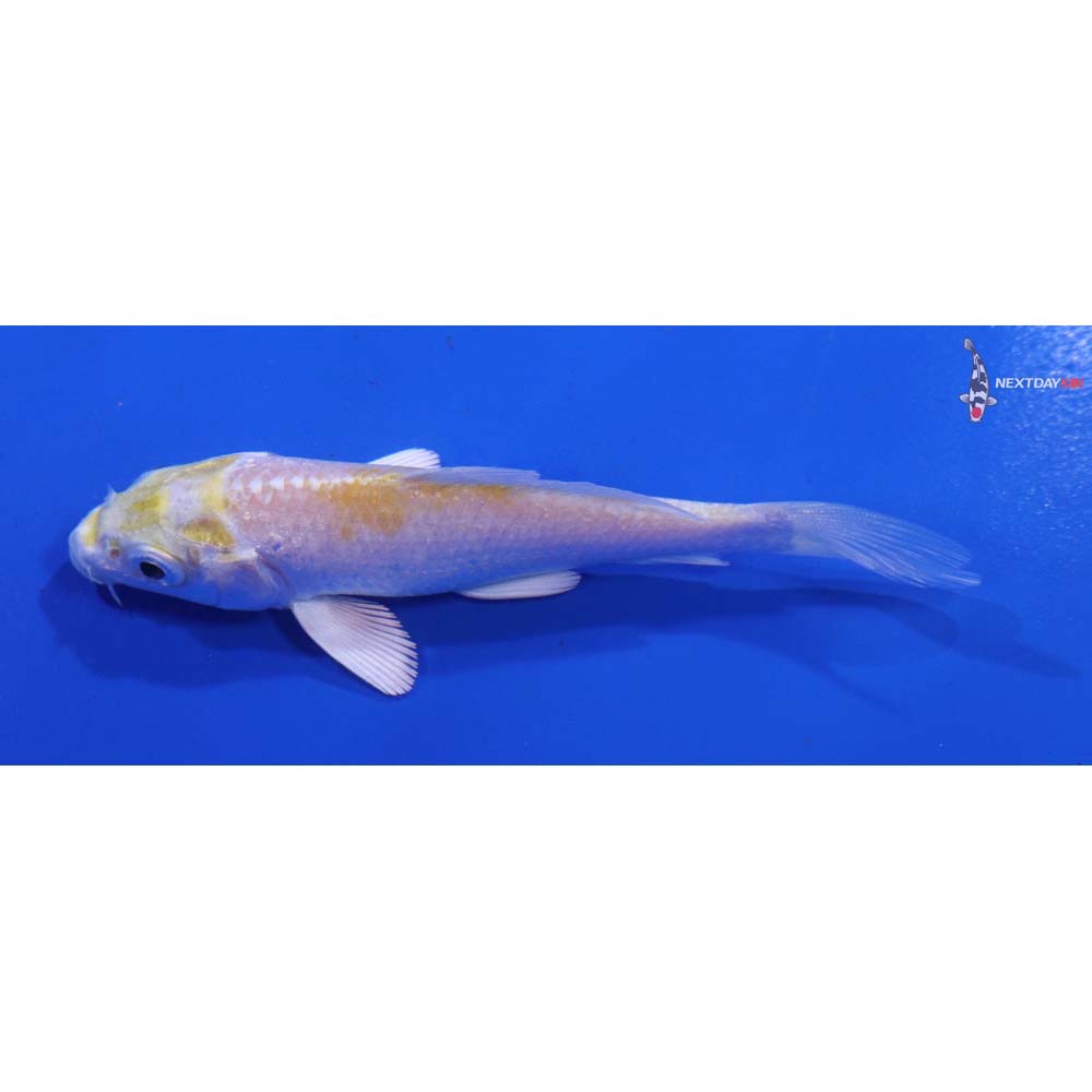 3.5” Imported Lemon Hariwake