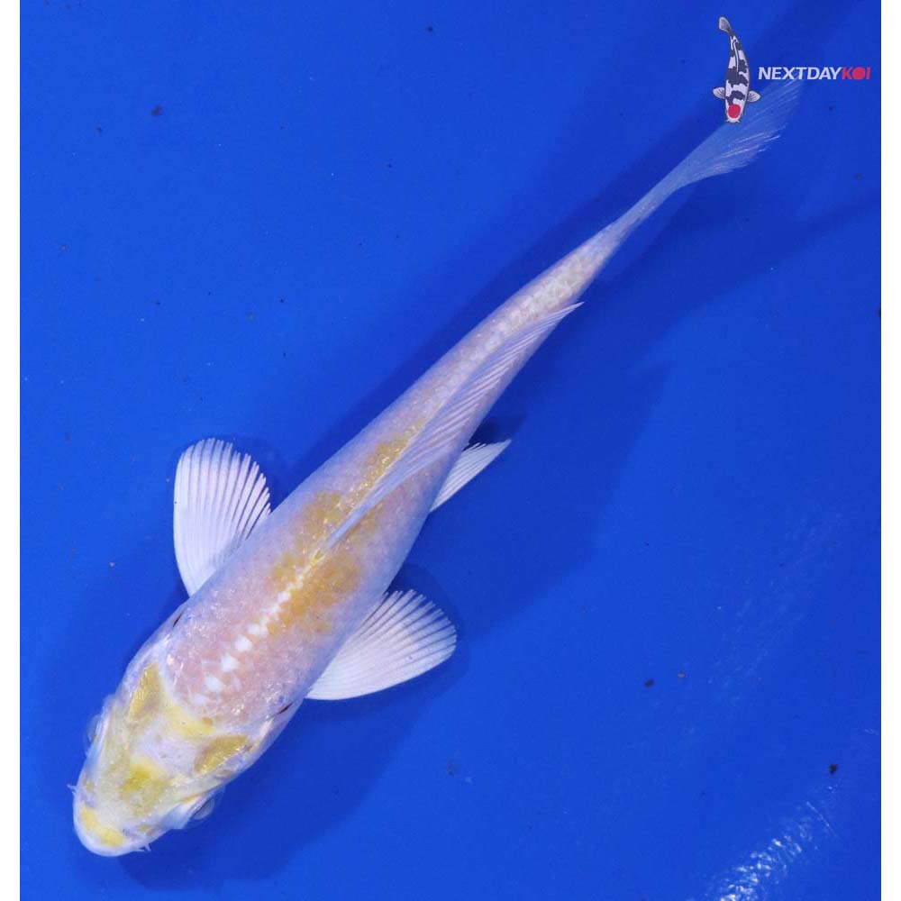 3.5” Imported Lemon Hariwake