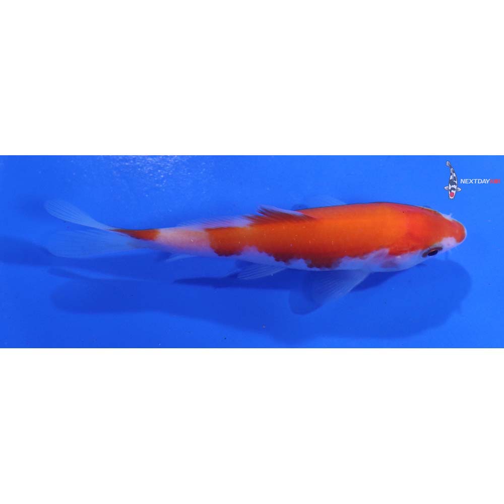 3.5” Imported Kohaku