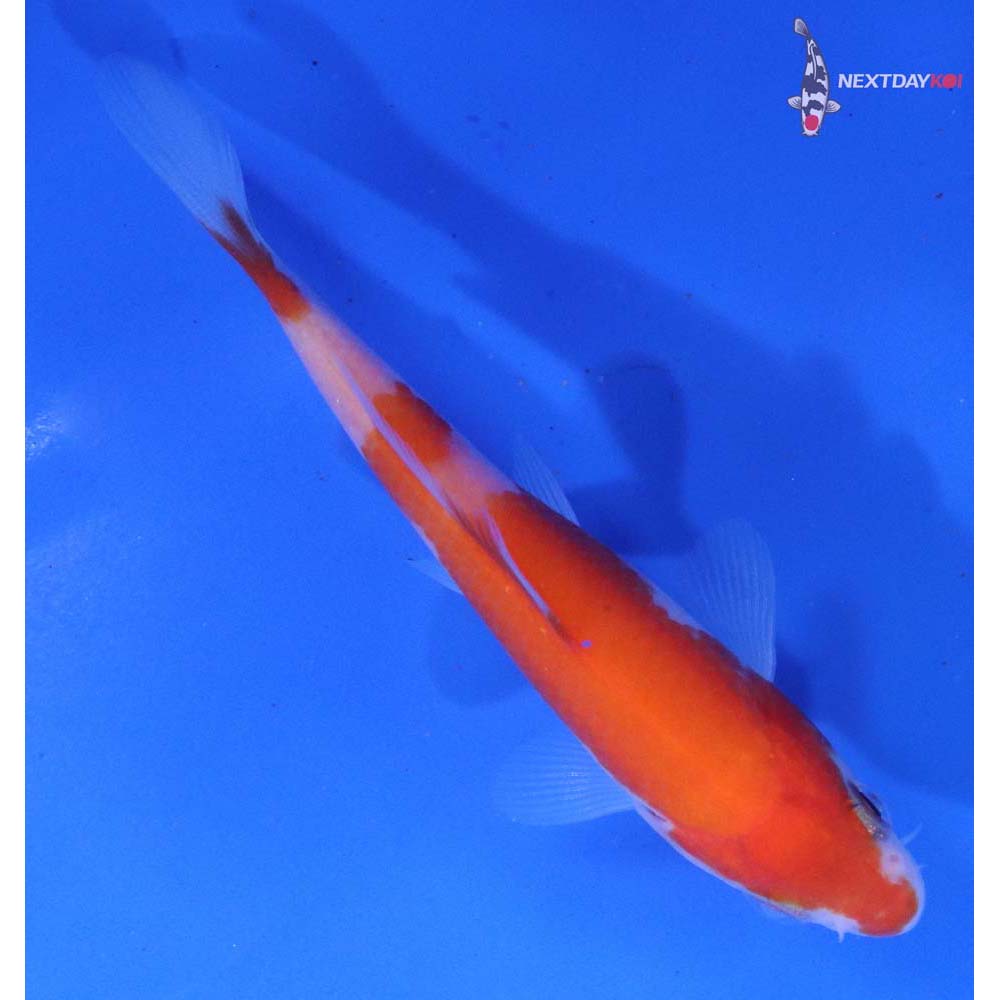 3.5” Imported Kohaku