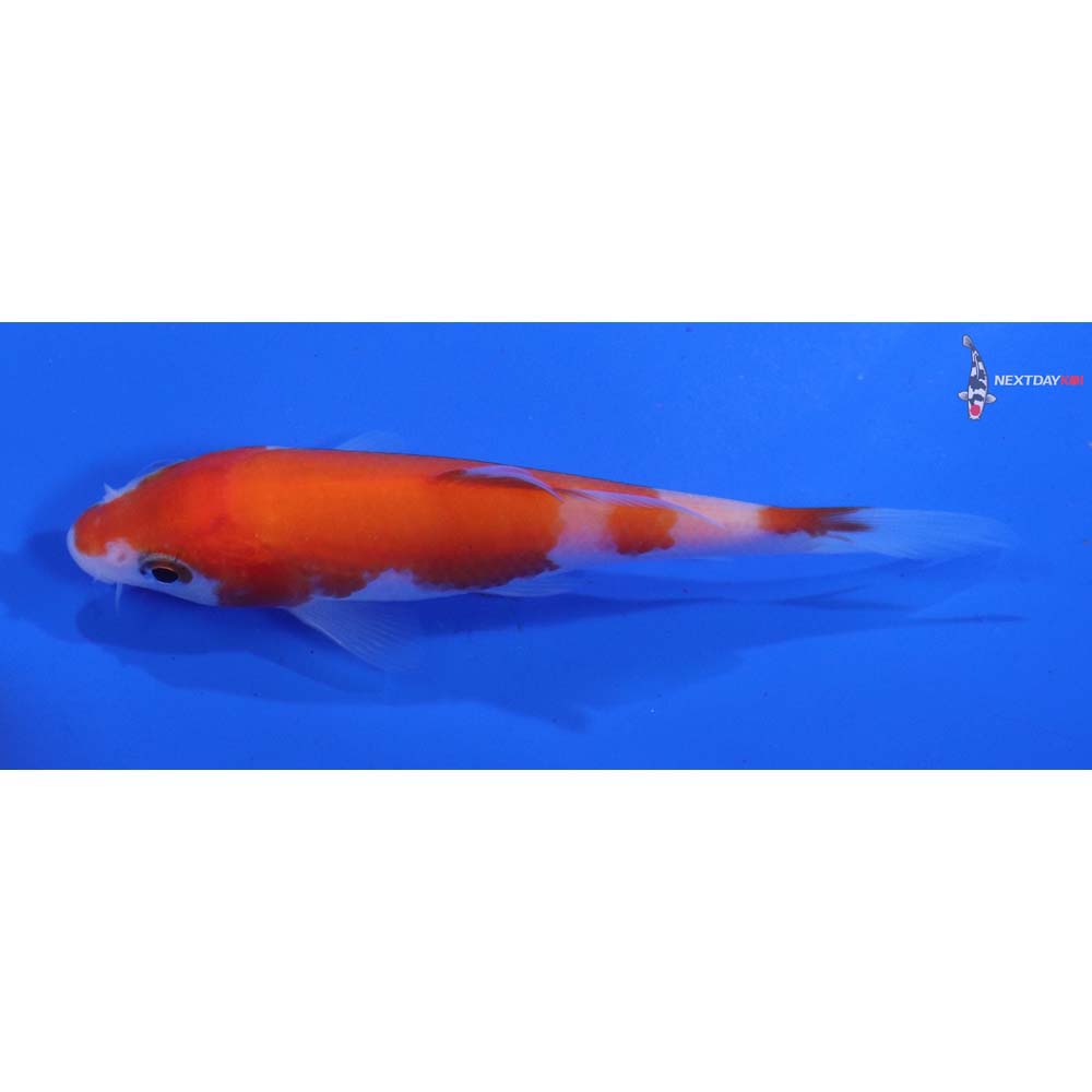 3.5” Imported Kohaku