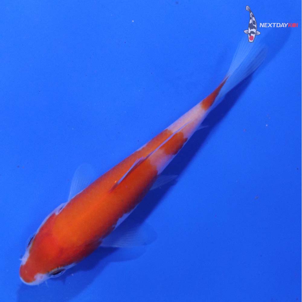 3.5” Imported Kohaku