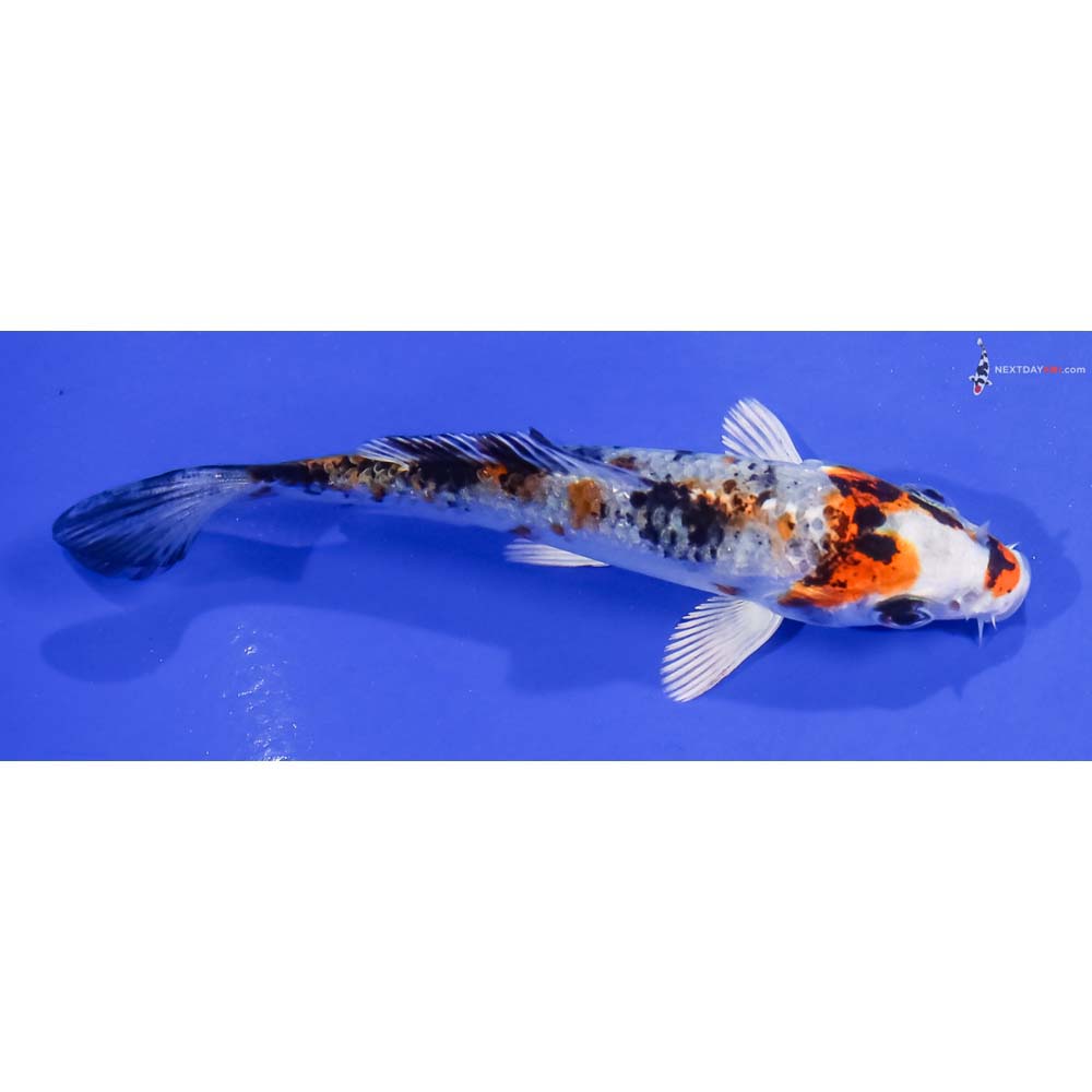 3.5” Imported Yamato Nishiki