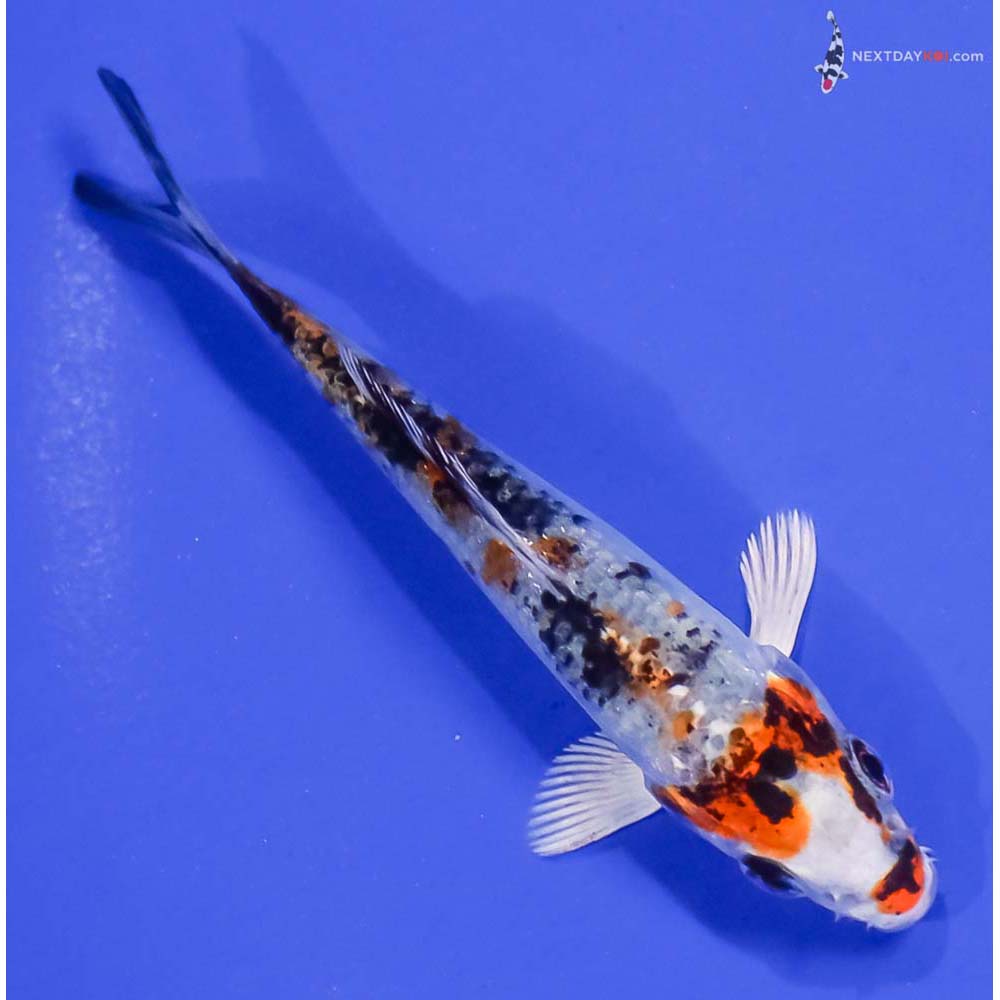 3.5” Imported Yamato Nishiki