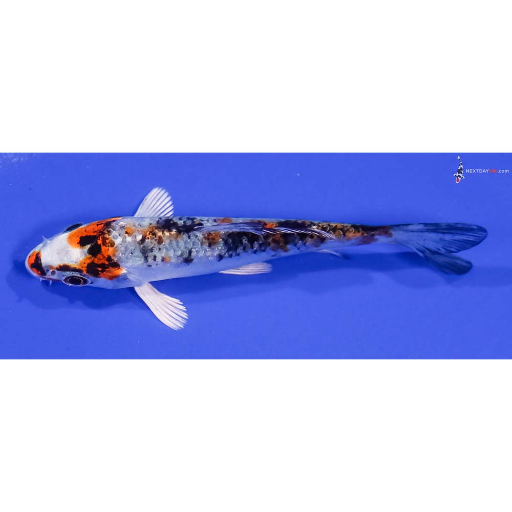 3.5” Imported Yamato Nishiki