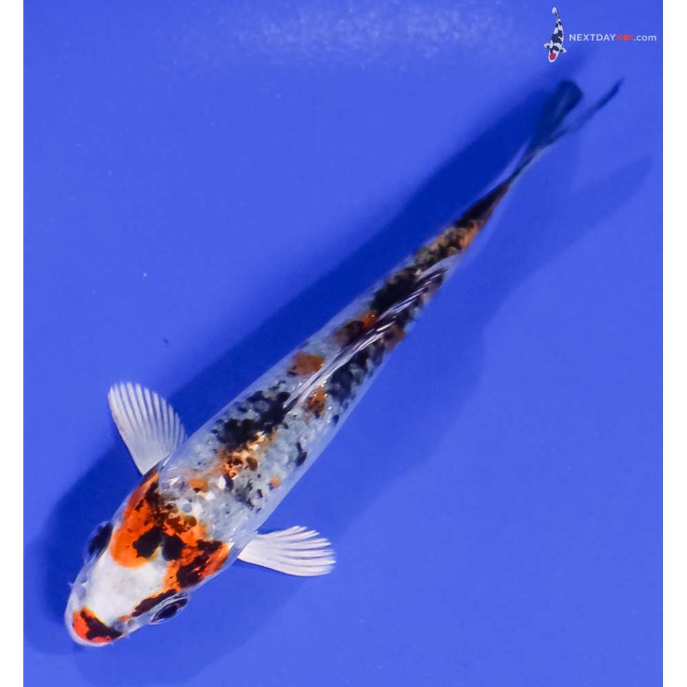 3.5” Imported Yamato Nishiki