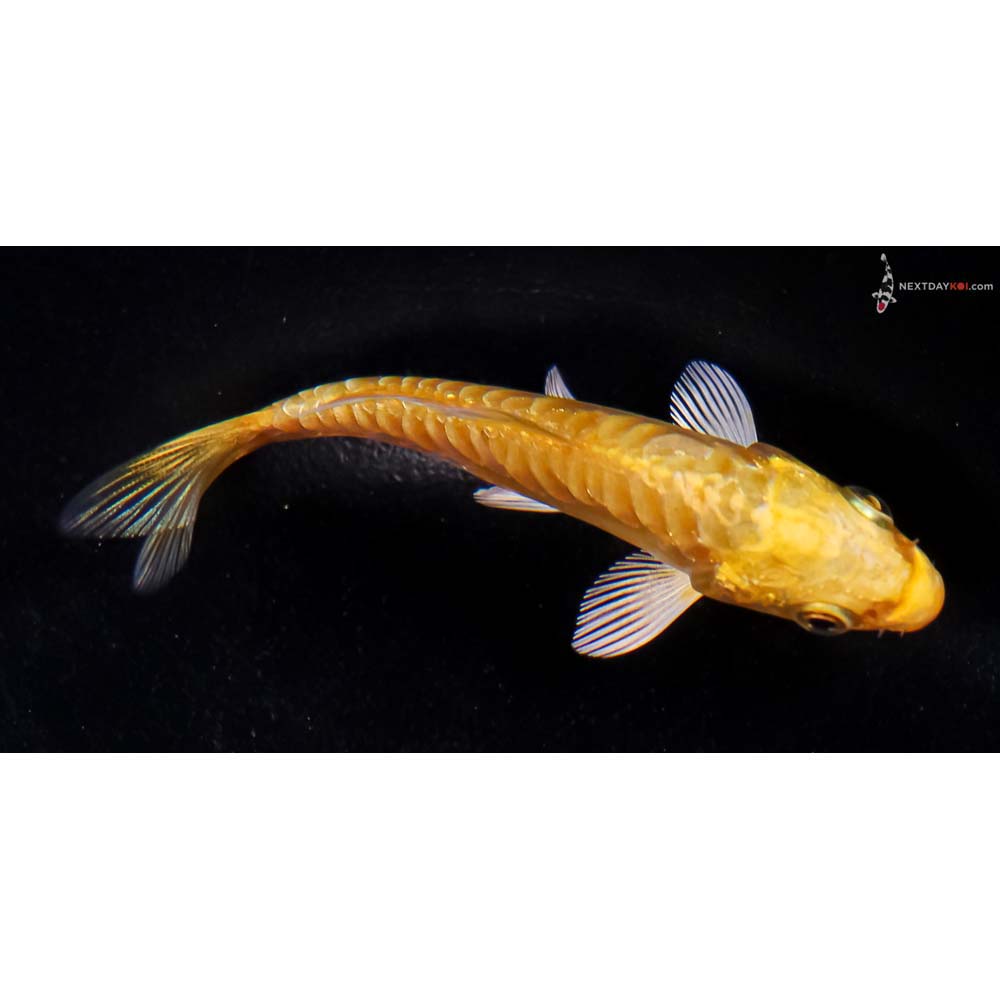 3.5” Imported Doitsu Yamabuki Ogon