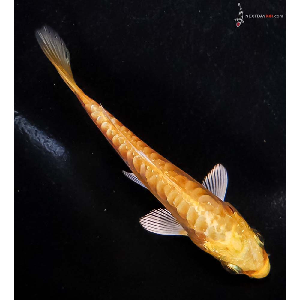 3.5” Imported Doitsu Yamabuki Ogon