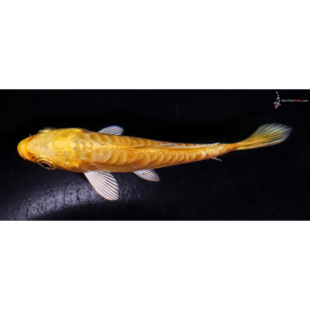 3.5” Imported Doitsu Yamabuki Ogon