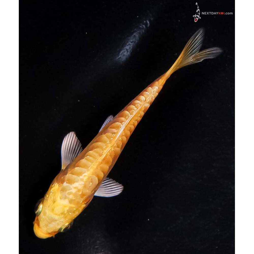 3.5” Imported Doitsu Yamabuki Ogon