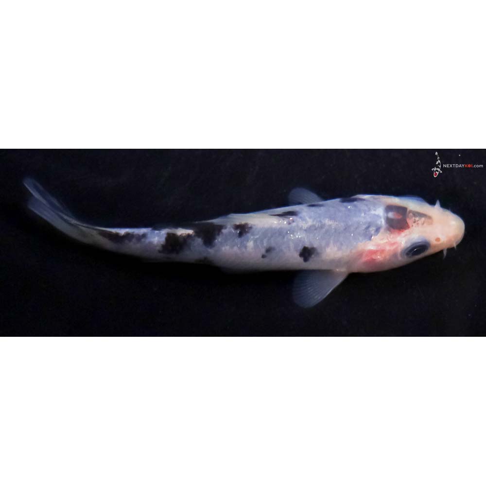 3.5” Imported Shiro Bekko
