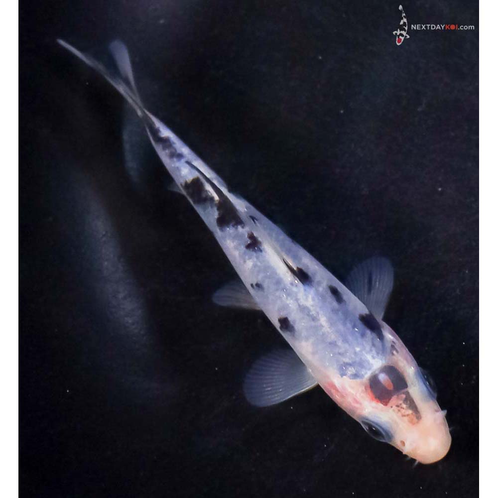 3.5” Imported Shiro Bekko