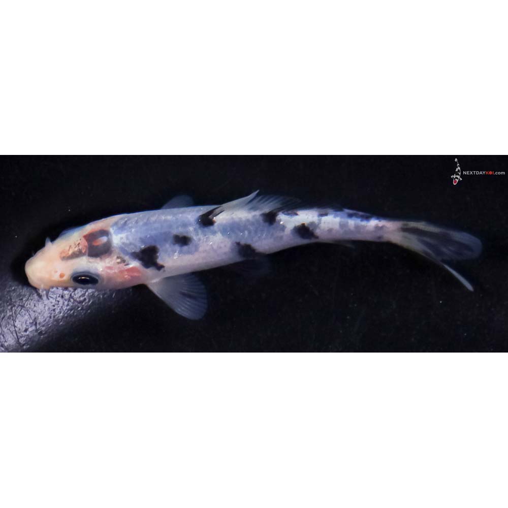 3.5” Imported Shiro Bekko