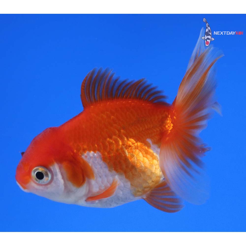 3.5” Imported Red and White Oranda