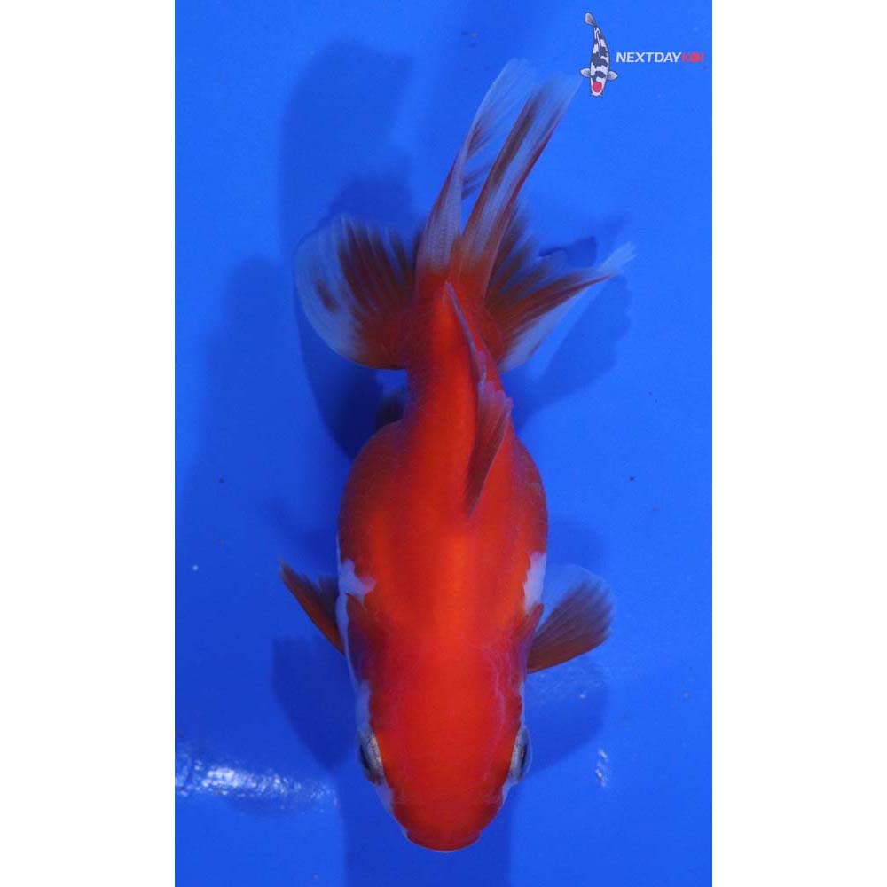 3.5” Imported Red and White Oranda