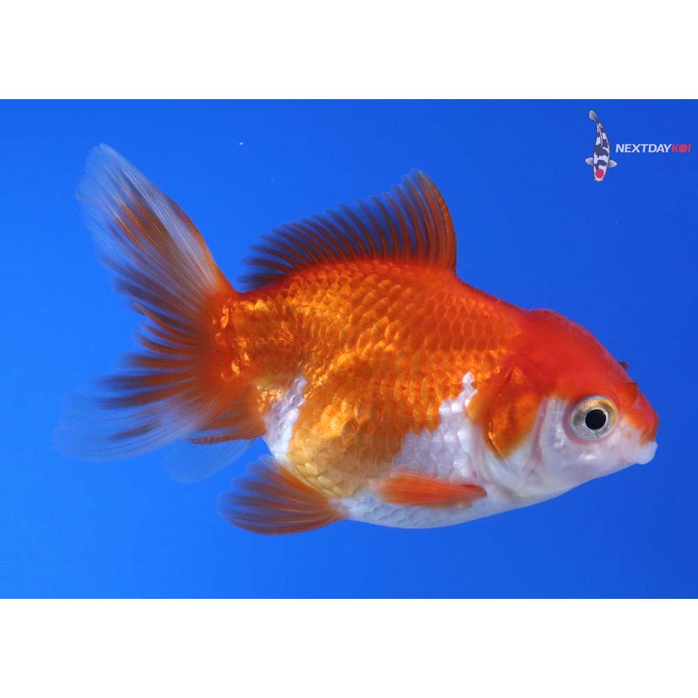 3.5” Imported Red and White Oranda