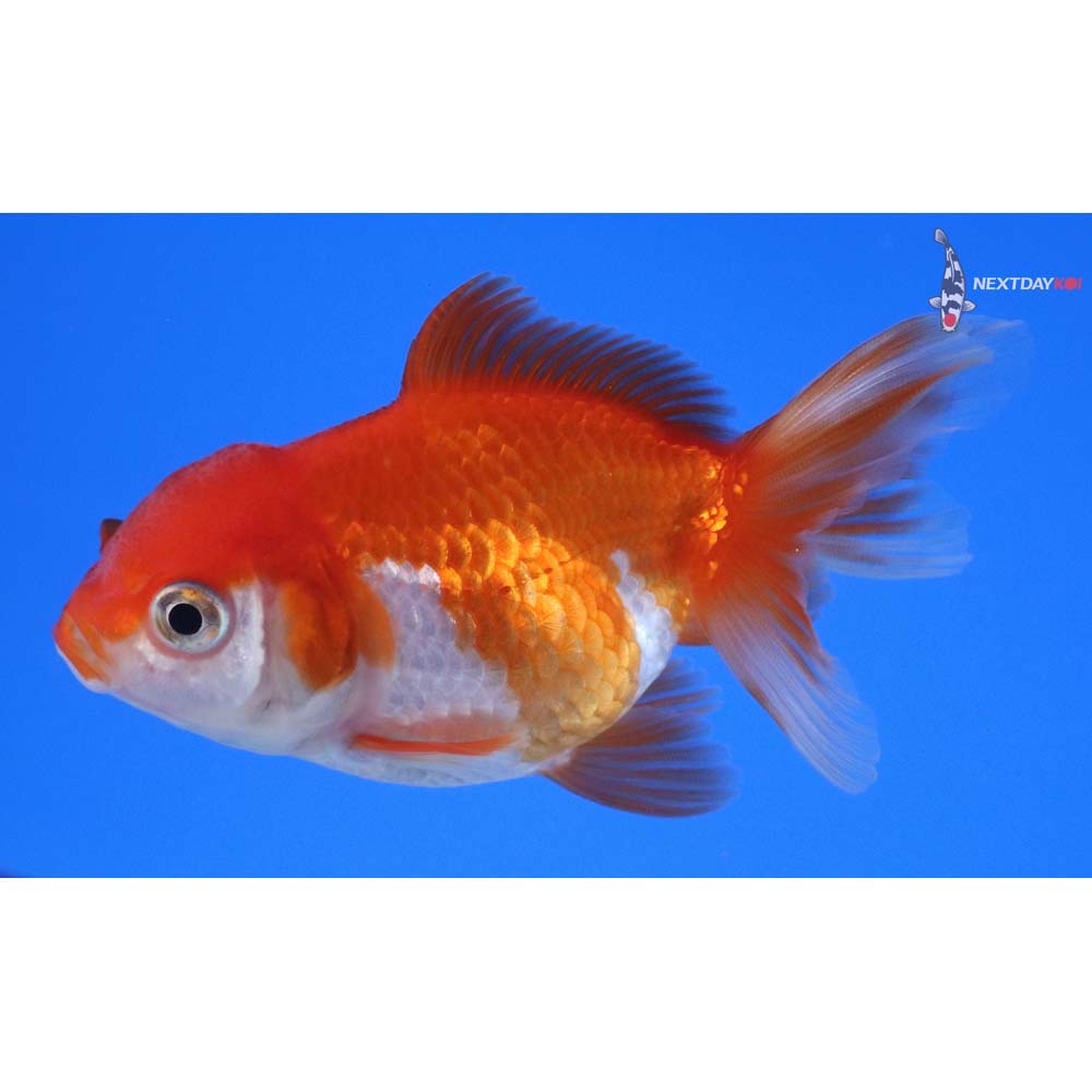 3.5” Imported Red and White Oranda