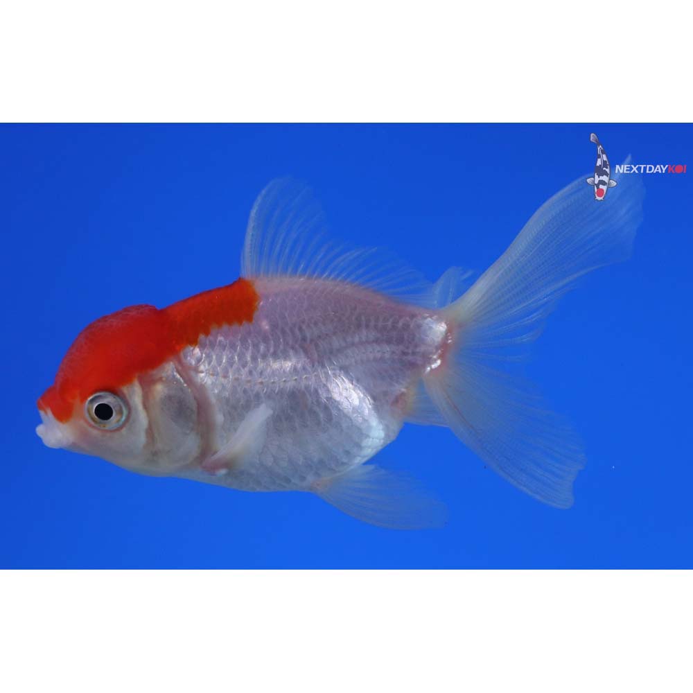 3.5” Imported Red and White Oranda