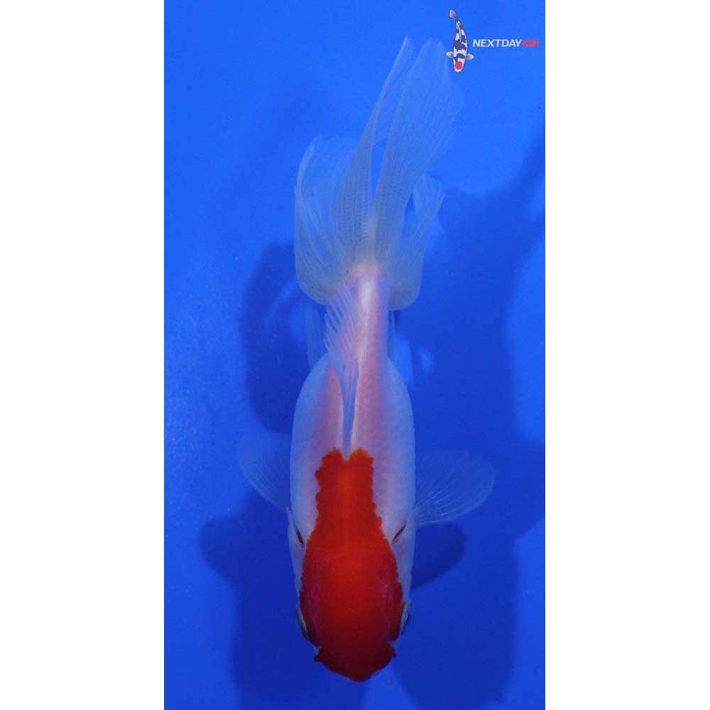 3.5” Imported Red and White Oranda