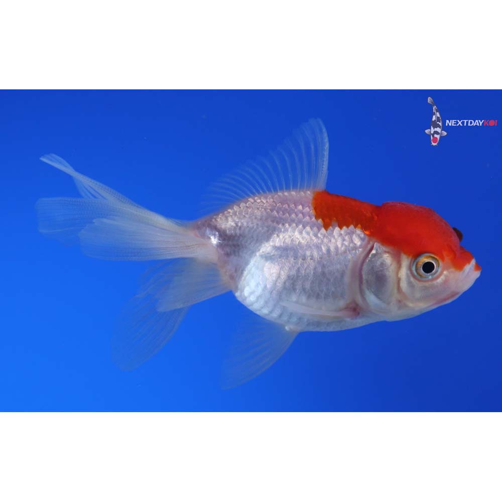 3.5” Imported Red and White Oranda