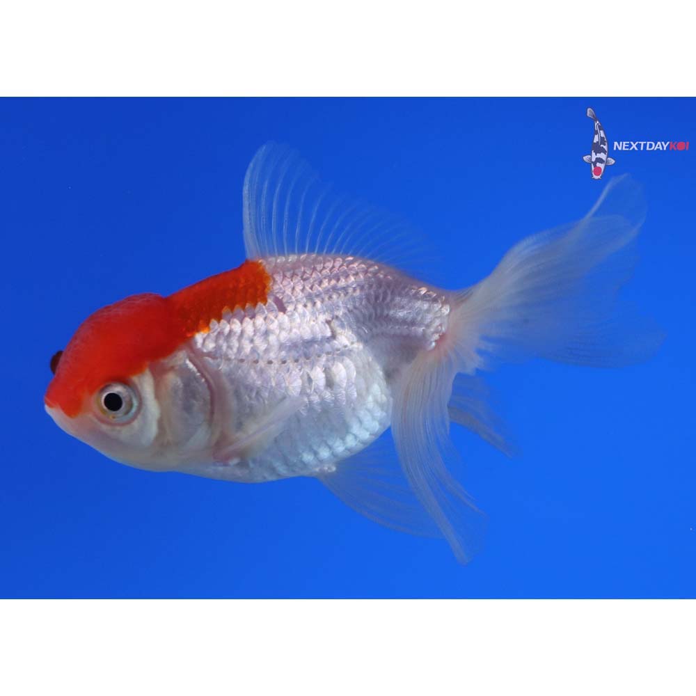 3.5” Imported Red and White Oranda