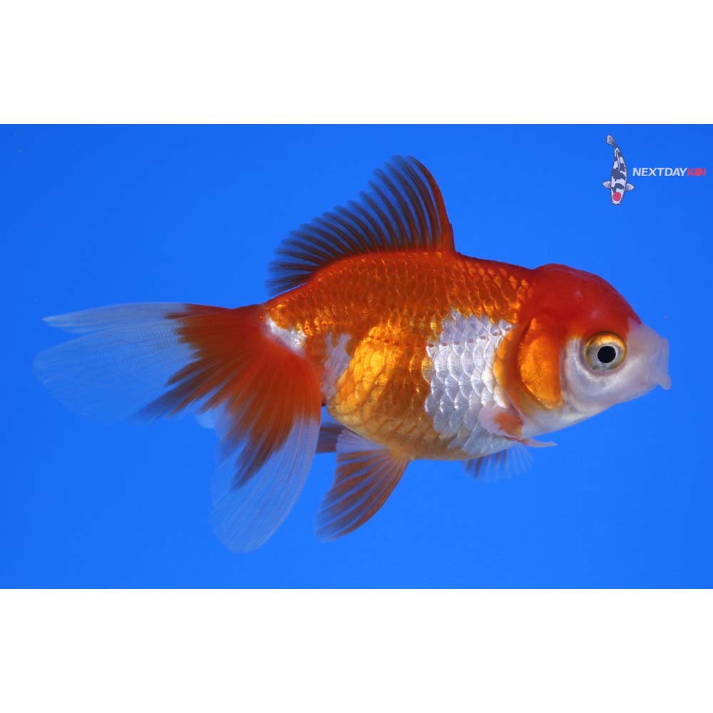 3.5” Imported Red and White Oranda