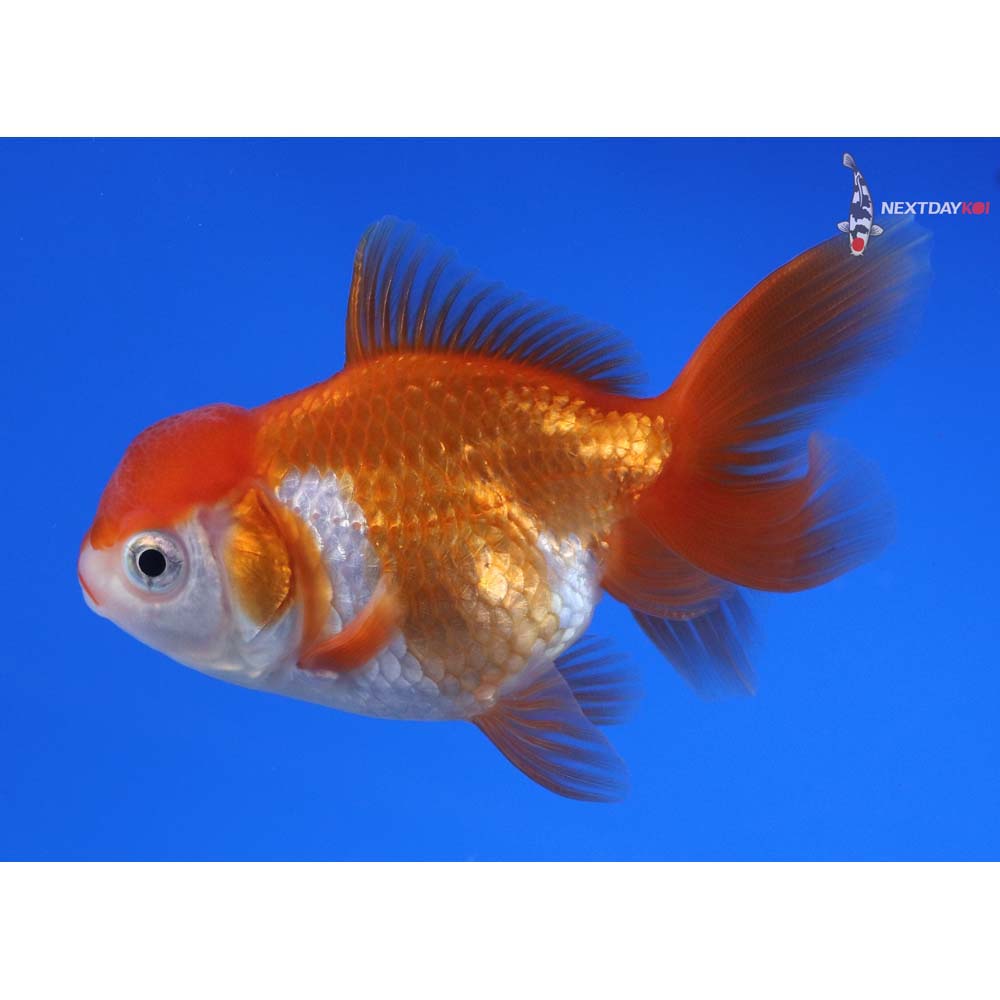 3.5” Imported Red and White Oranda