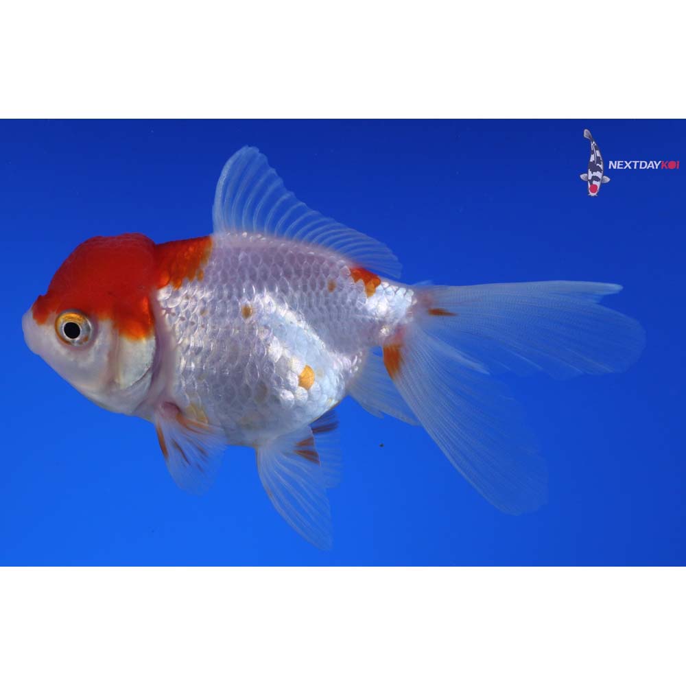 4” Imported Red and White Oranda