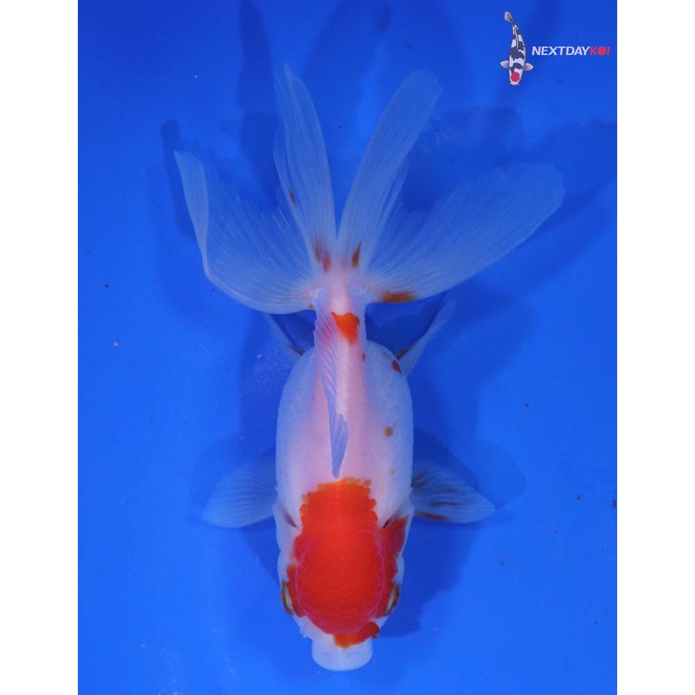 4” Imported Red and White Oranda
