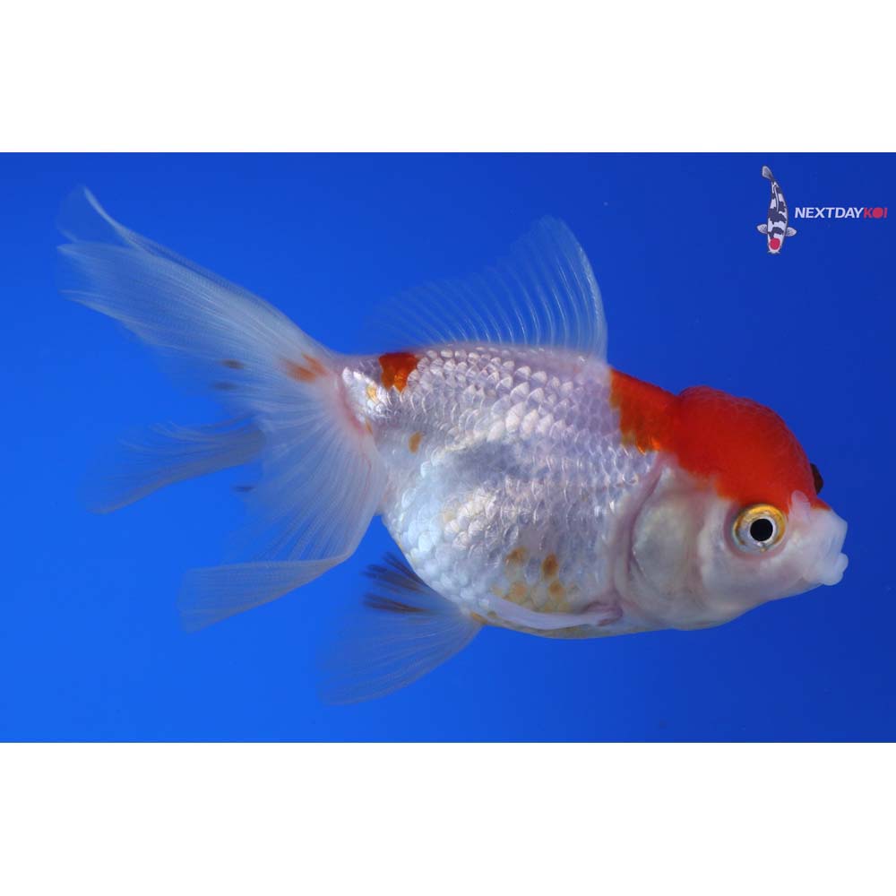 4” Imported Red and White Oranda