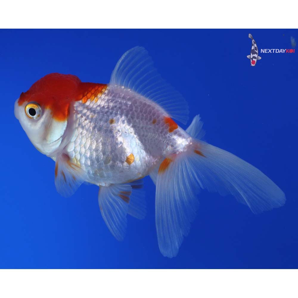 4” Imported Red and White Oranda