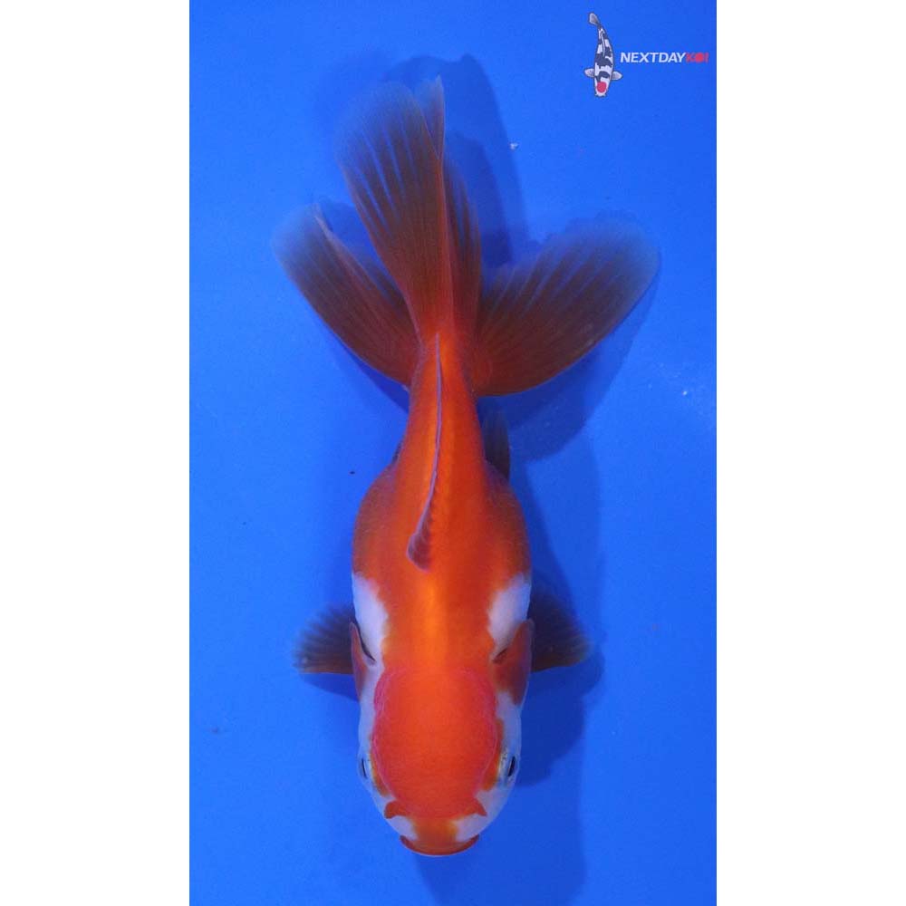 3.5” Imported Red and White Oranda