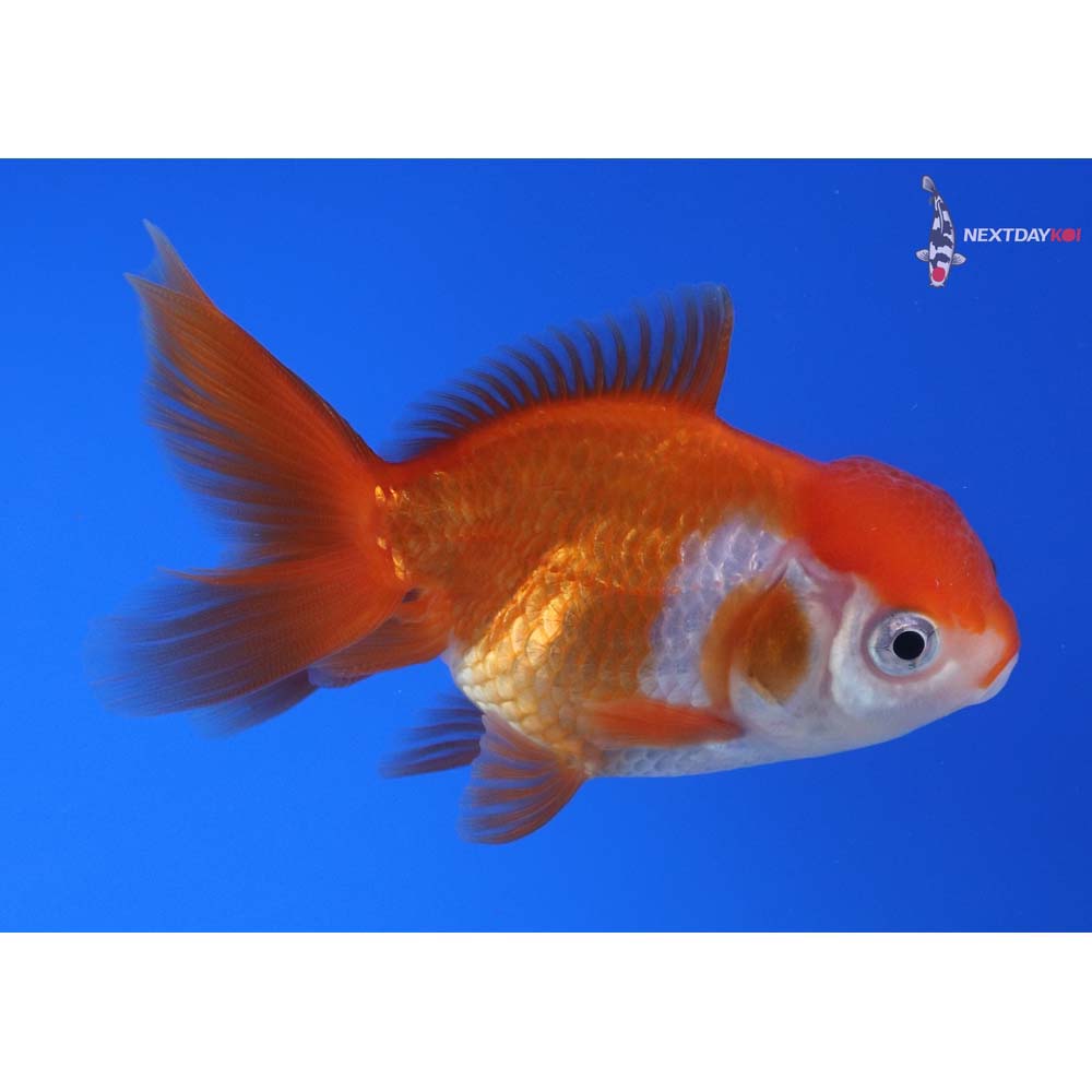 3.5” Imported Red and White Oranda