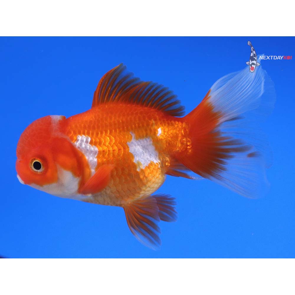 4.5” Imported Red and White Oranda