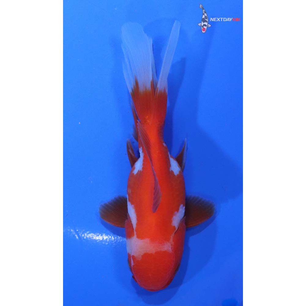 4.5” Imported Red and White Oranda