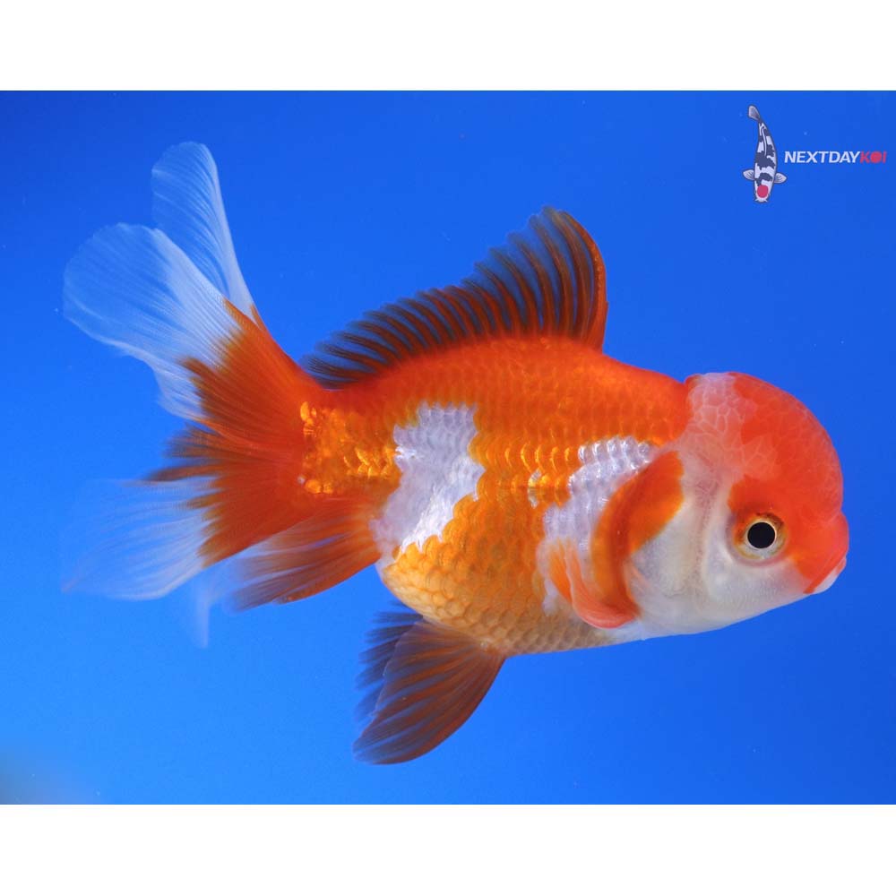 4.5” Imported Red and White Oranda