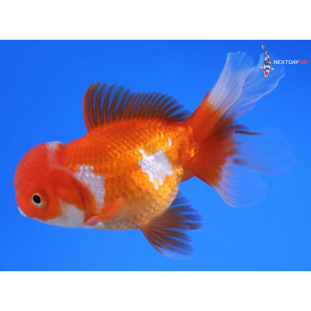 4.5” Imported Red and White Oranda